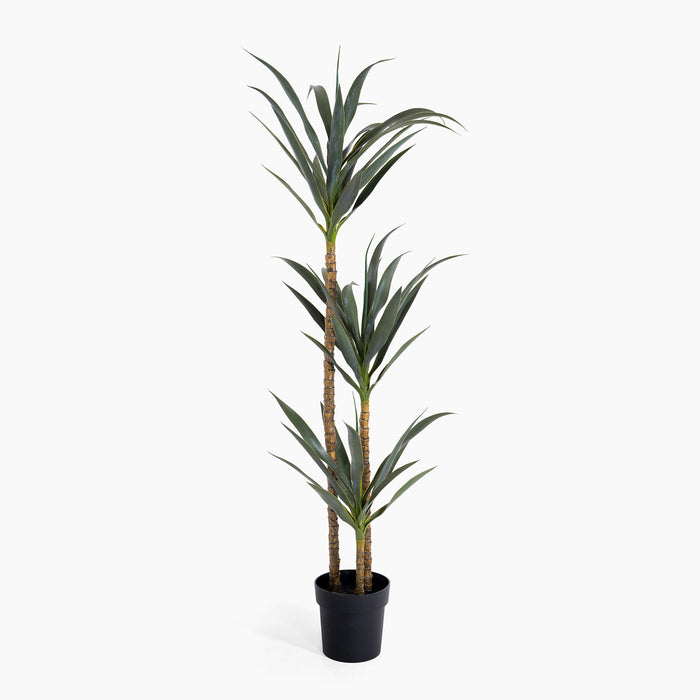 Potted plant with long green leaves on a white background