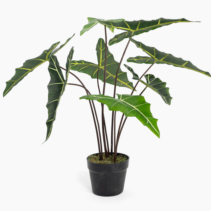 Potted plant with large green leaves on a white background