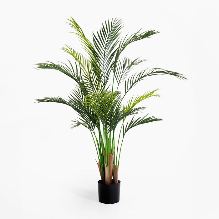 Potted palm plant on a white background