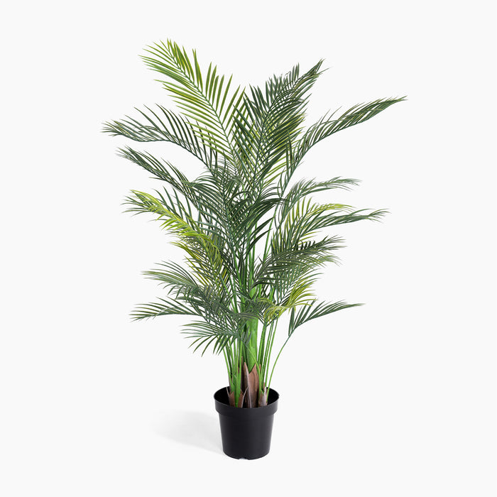 Potted palm plant on a white background