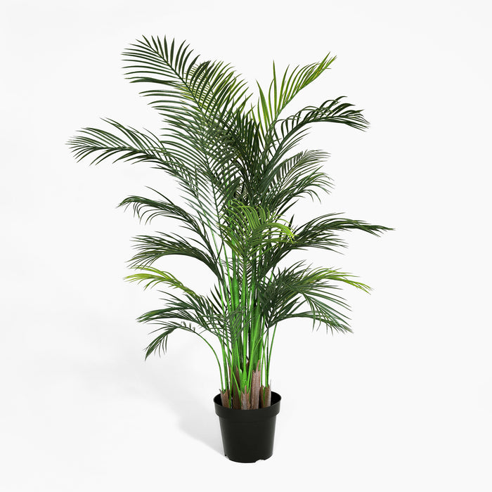Potted green palm plant on a white background