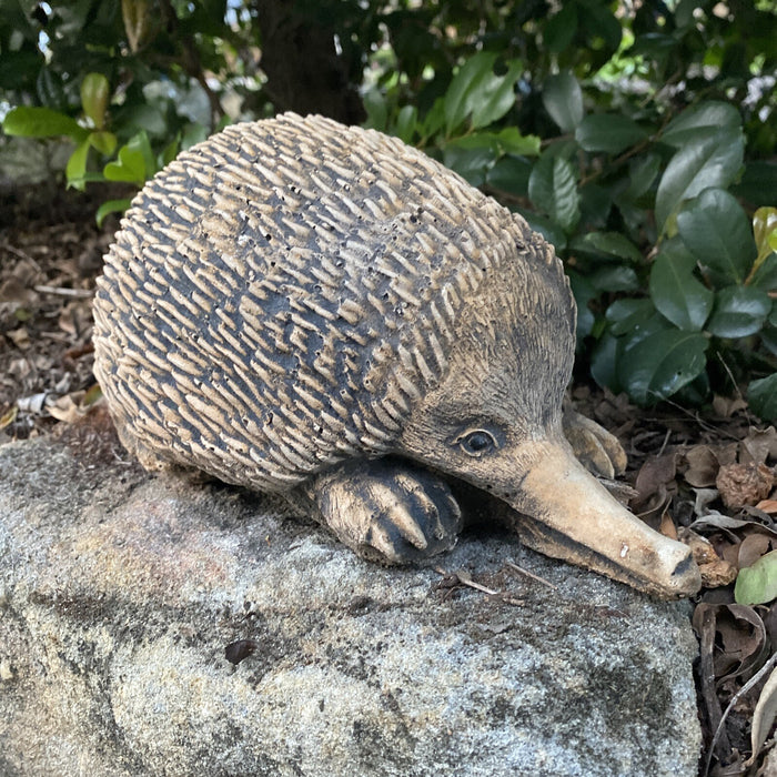 Australian Echidna Statue Ornament Animal Concrete Cement Garden Australian Made