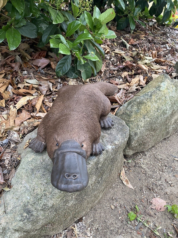 hand-painted concrete platypus ornament resting on a garden rock
