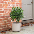 Potted plant in front of a brick wall and door