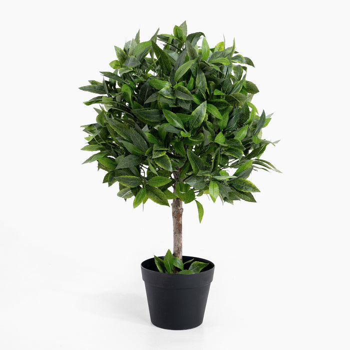 Bay laurel bush ball