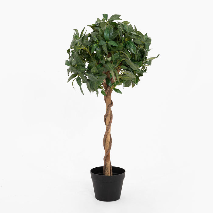 Potted plant with a twisted trunk on a white background