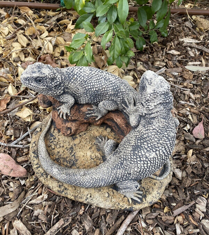 Bearded Dragon Lizard Garden Statue Ornament Animal Concrete Australia Made Pair