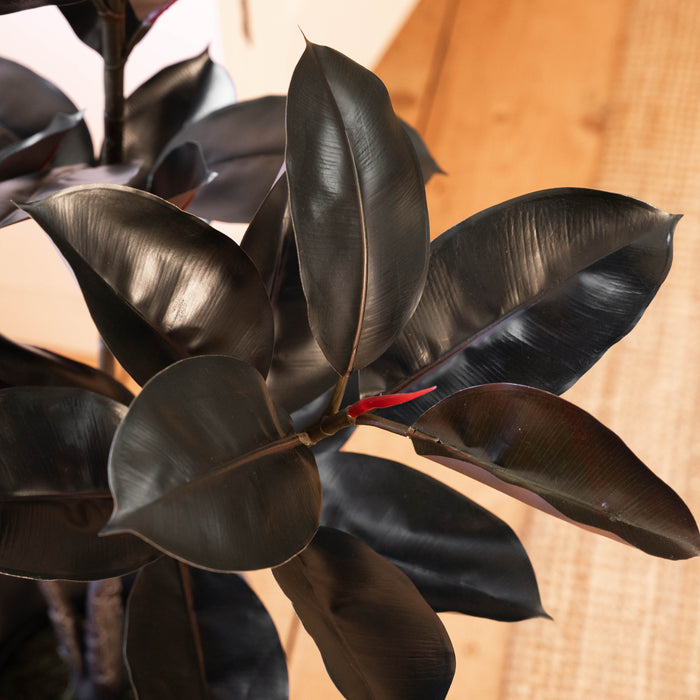 Black rubber plant