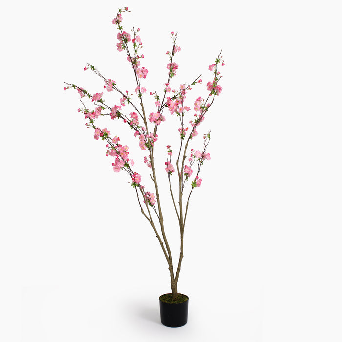 Potted plant with pink blossoms on a white background