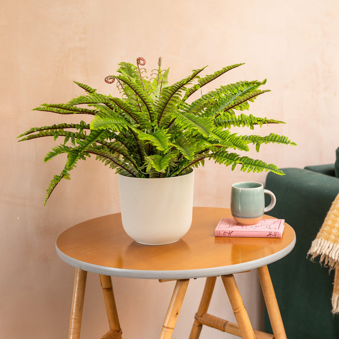Fern plant in a pot on a small wooden table with a mug and book against a beige wall.