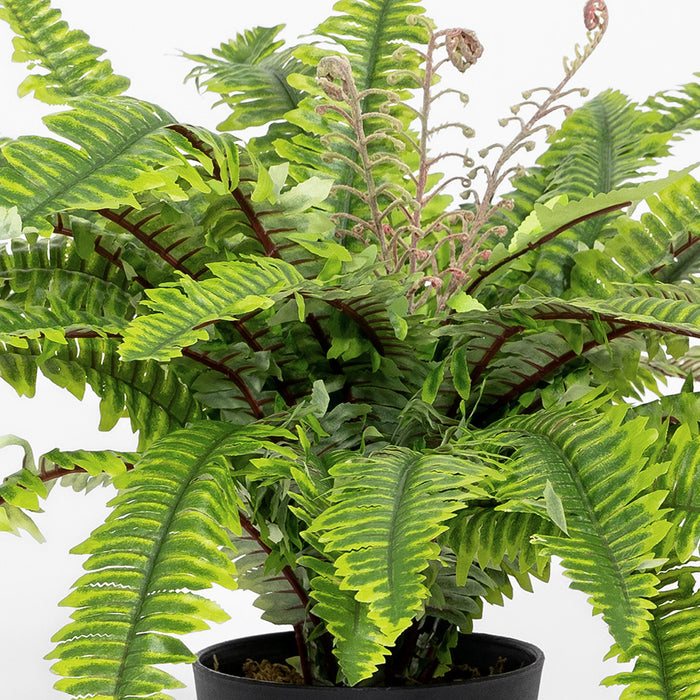 Potted fern plant with green leaves on a white background