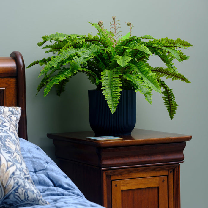 Fern plant in a pot on a wooden nightstand next to a bed with blue bedding and a patterned pillow.