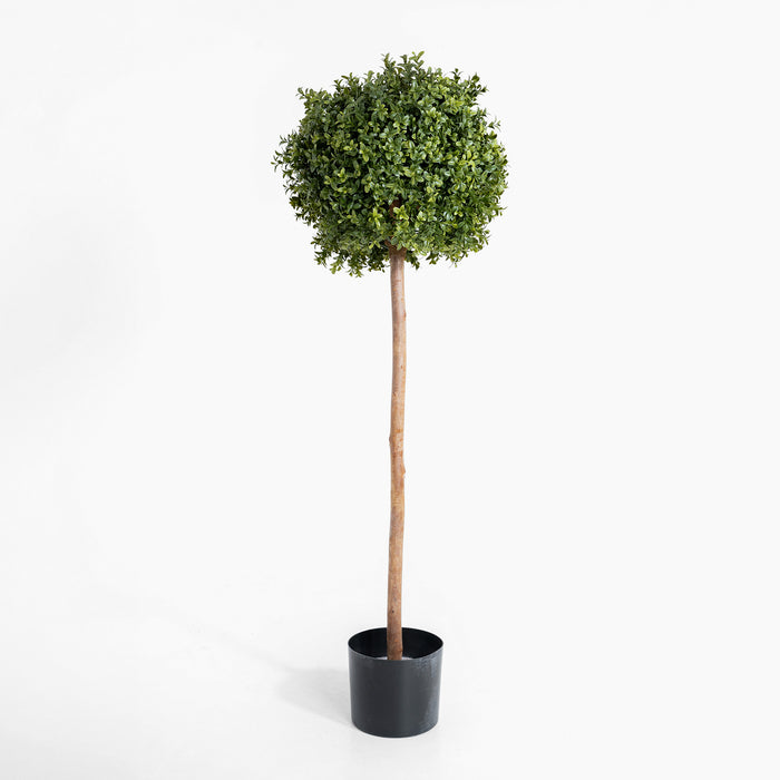 Boxwood single ball tree