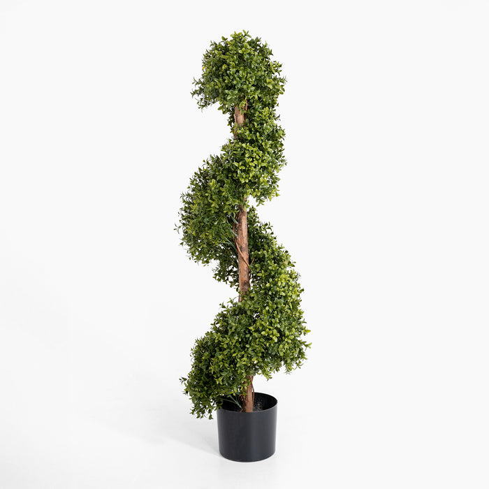 Boxwood spiral with stem