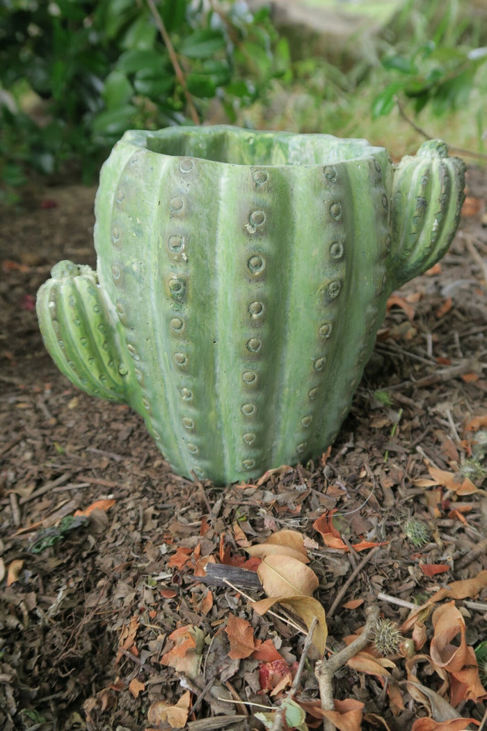 CACTUS PHOENIX POT PLANT PLANTER  SUCCULENTS GARDEN PLANT FEATURE SET OF 2