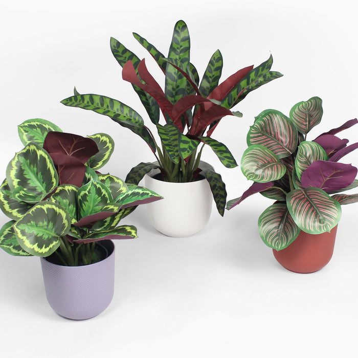Three potted plants with green and purple leaves on a white background