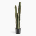 trio cactus arrangement on white background.