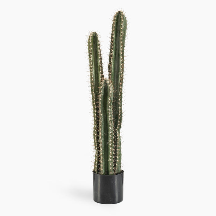 trio cactus arrangement on white background.