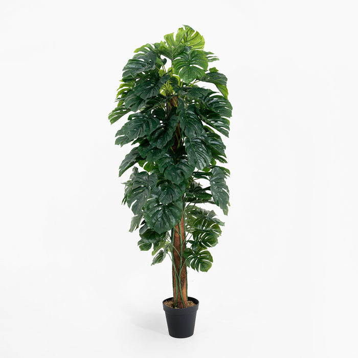 Artificial 180cm cheese plant