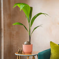 Green plant on a small table next to a teal sofa with colorful cushions against a beige wall.