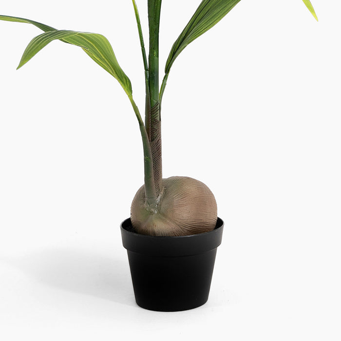 Potted plant with a unique bulbous base on a white background