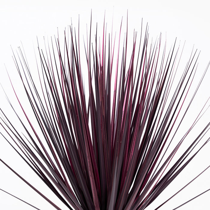 Close-up of a plant with dark purple leaves on a white background