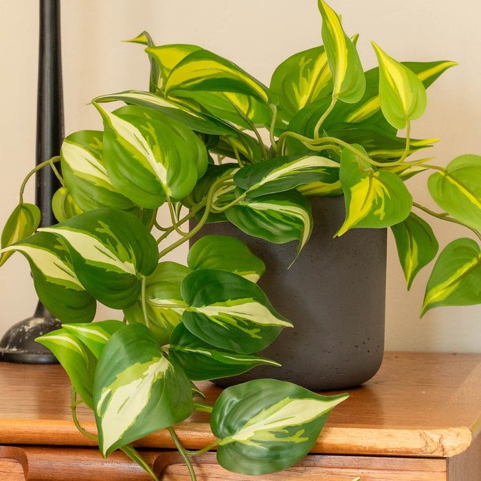 Devil's ivy pothos