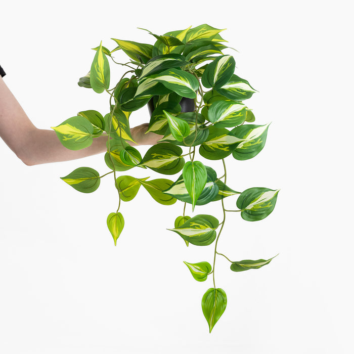 Hanging green plant with variegated leaves held by a hand on a white background