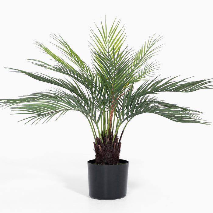 Dicksonia dwarf palm