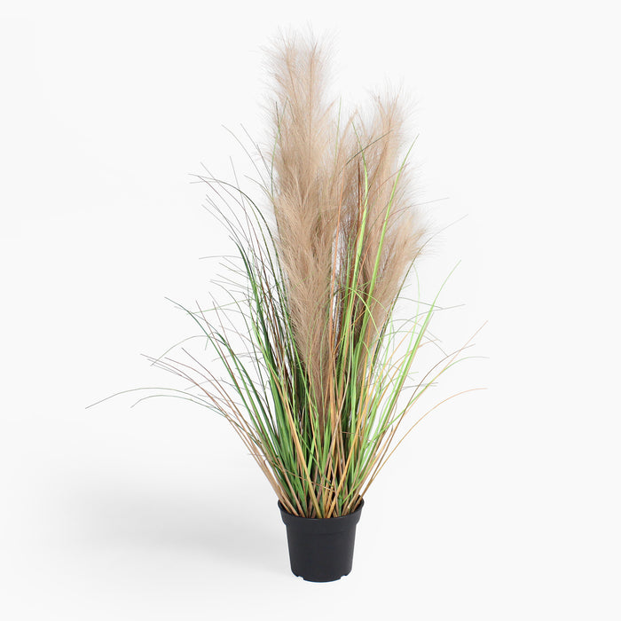 Potted plant with green and brown leaves on a white background