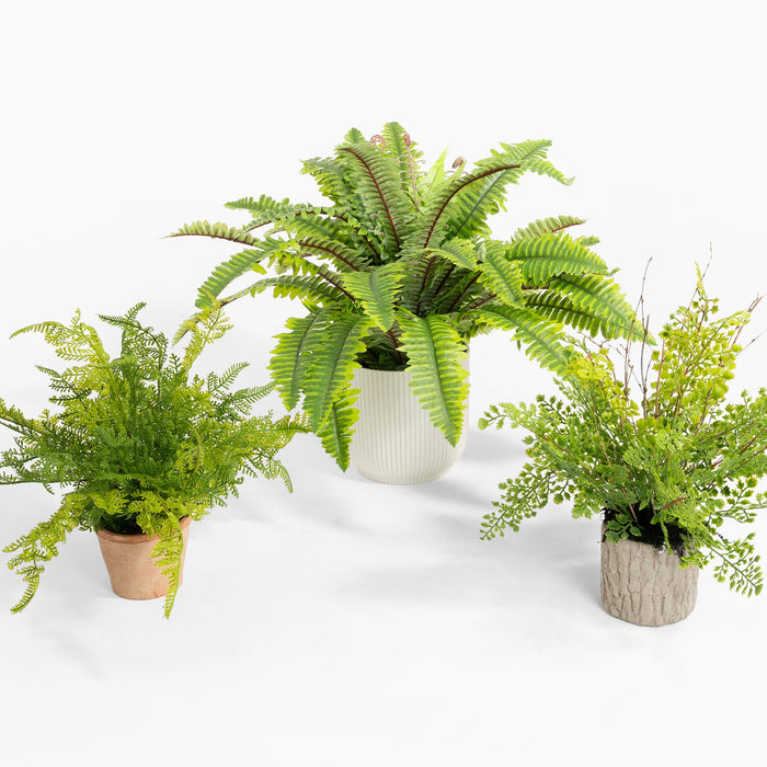 Three potted fern plants on a white background