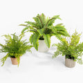 Three potted fern plants on a white background