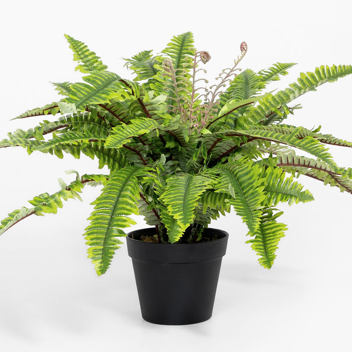 Potted fern plant on a white background