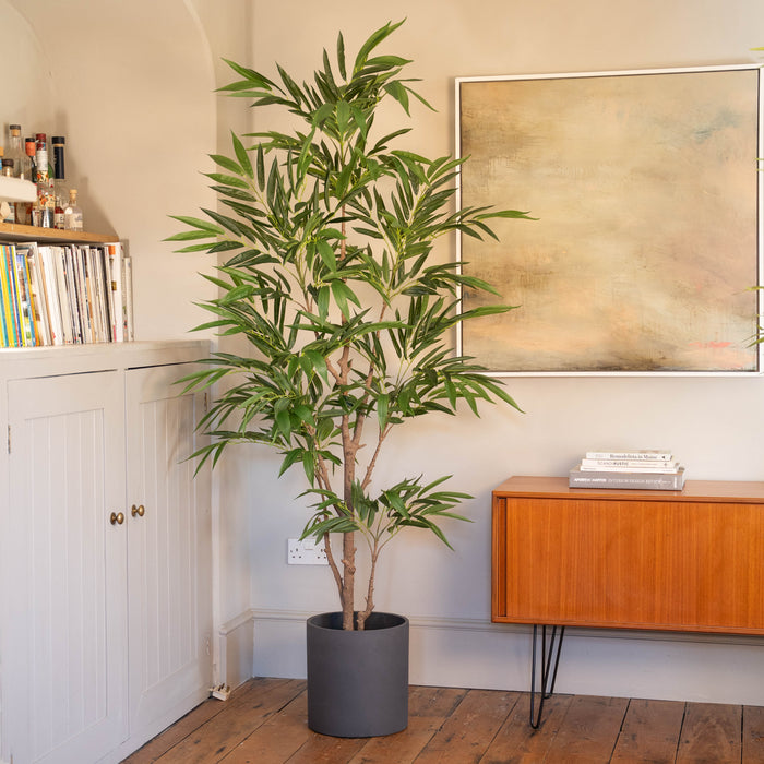 Potted plant in a room with wooden cabinet and abstract painting
