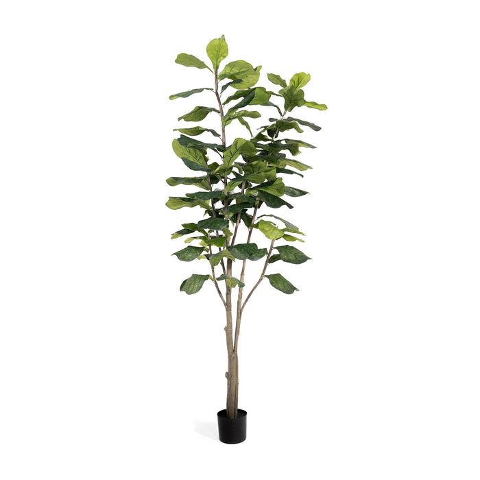 Artificial fiddle leaf fig tree on a white background