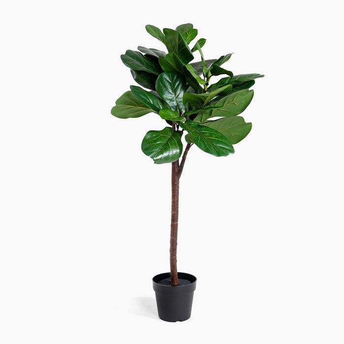 Potted fiddle leaf fig plant on a white background