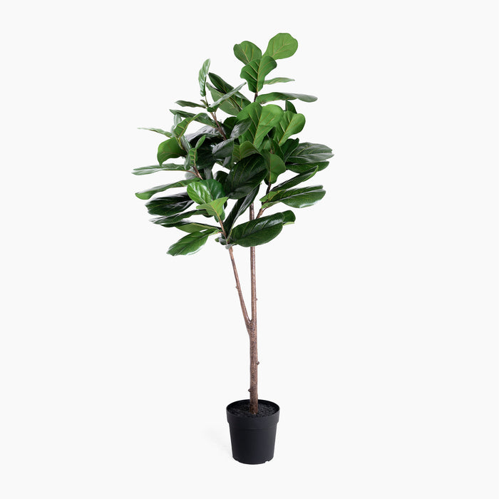Potted fiddle leaf fig plant on a white background