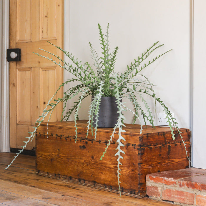 Potted plant on a wooden chest in a room with wooden floor and white walls