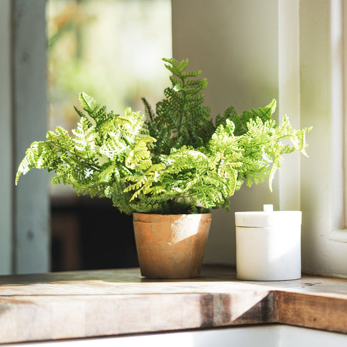 Potted plant on a windowsill with natural light