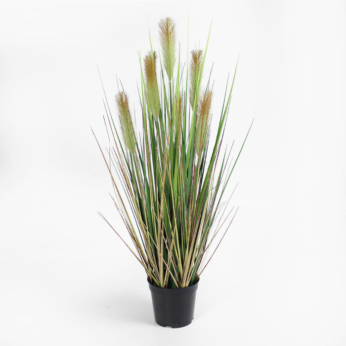 Foxtail grass