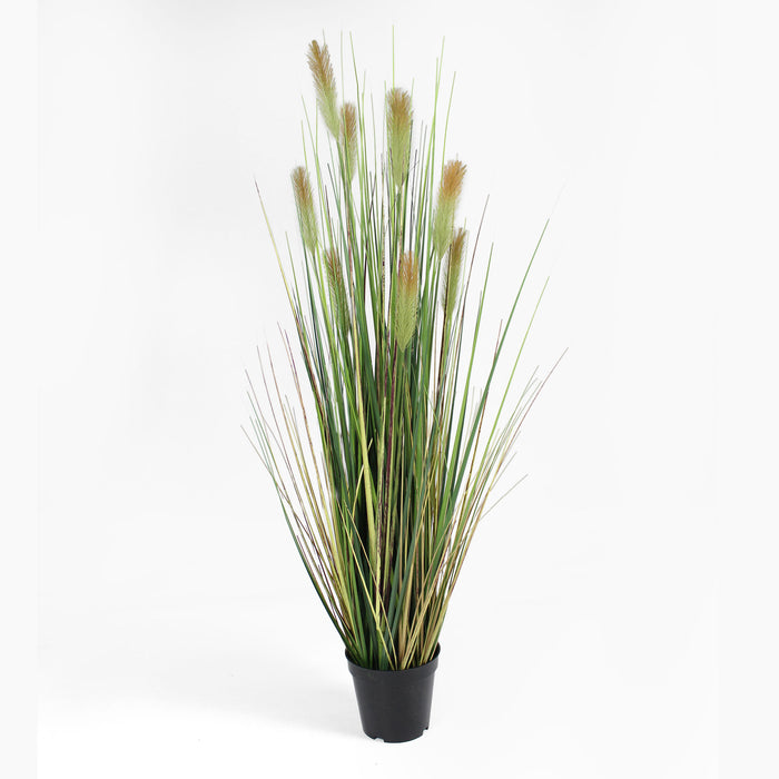 Foxtail grass