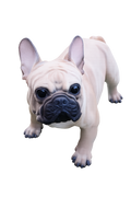 French Bulldog Statue Dog Doggy Memorial Ornament Frenchie Home Decor Brown