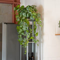 Kitchen interior with plants and a shelf.