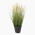 Potted plant with long green leaves on a white background
