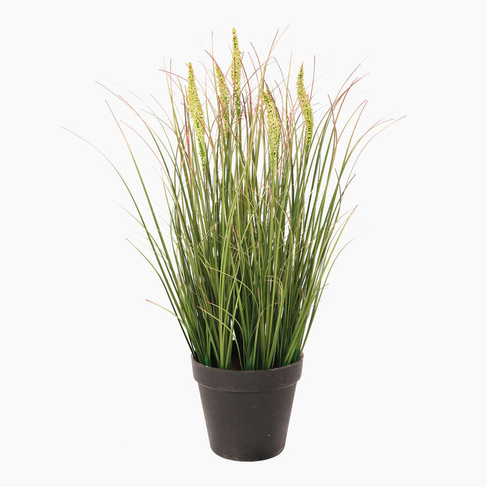 Potted plant with long green leaves on a white background