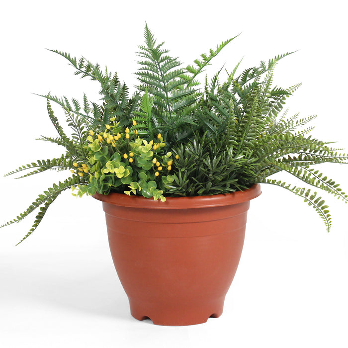 Potted plant with ferns and small yellow flowers on a white background