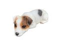 22nice4me Garden Statues hand-painted resin Jack Russell dog memorial statue in a realistic laying down pose