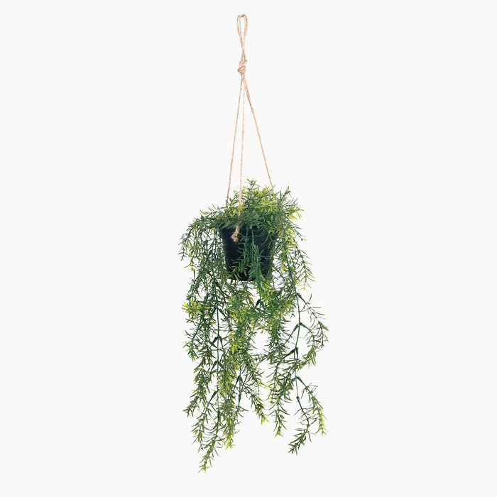 Hanging green plant in a black pot on a white background