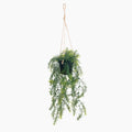 Hanging green plant in a black pot on a white background