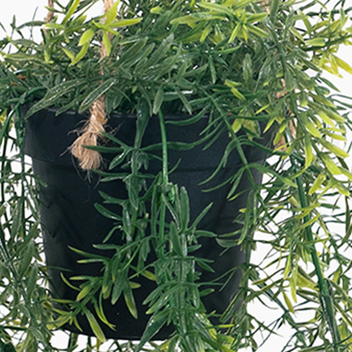 Hanging asparagus